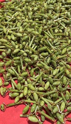 OEM/ODM الزهرة الكوارتز اليهودي الدوار وجه حجر تدليك مجموعة مع زيت المصل وGunsha